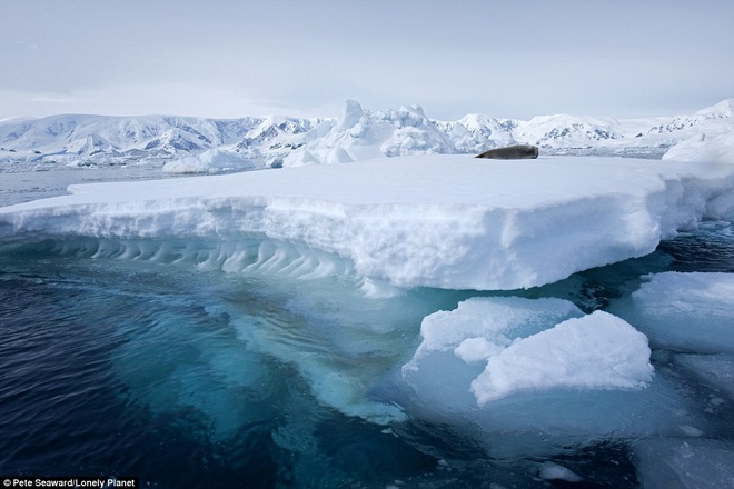 Dòng sông băng với chú hải cẩu ở Wilhelmina, Nam Cực.